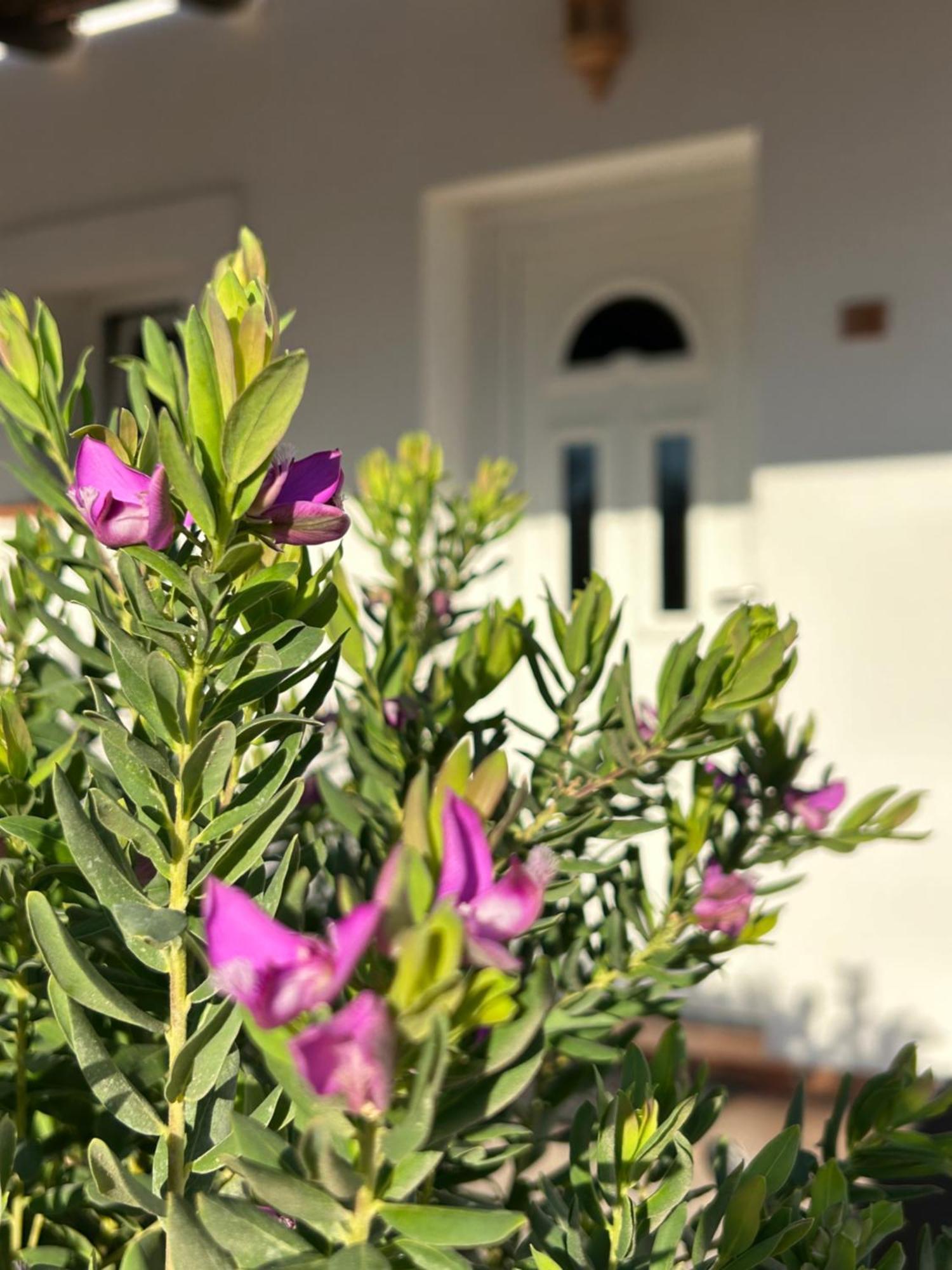 Oasi Di Casablanca Otel LMP Dış mekan fotoğraf